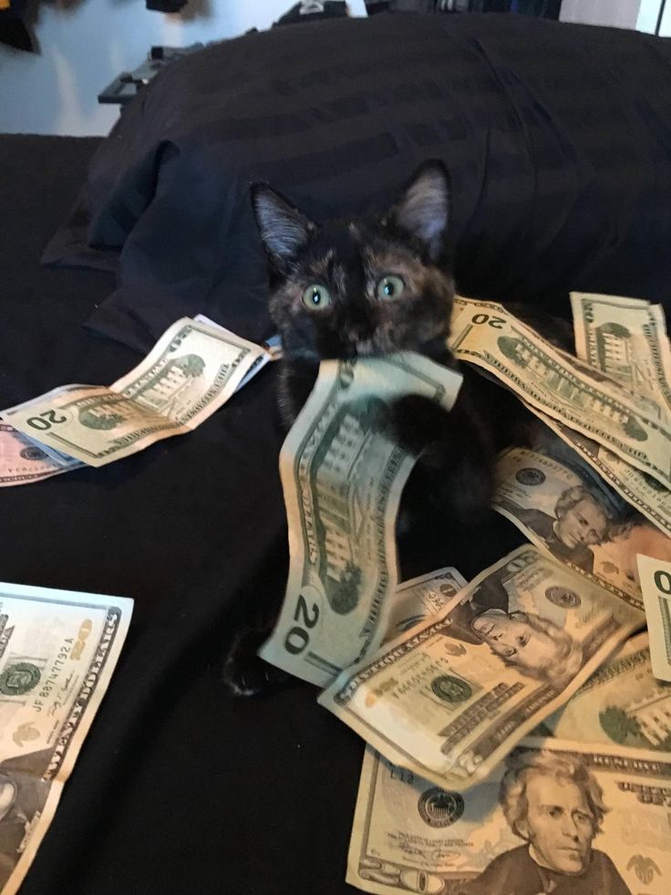 cat_money